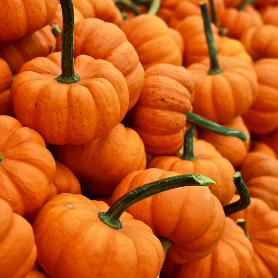 Our Fall Bucketlist Must Haves