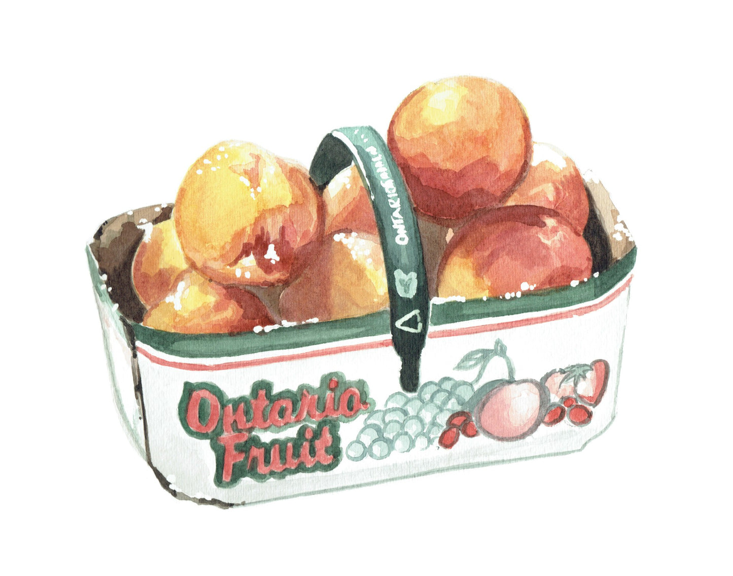 ONTARIO PEACHES Print